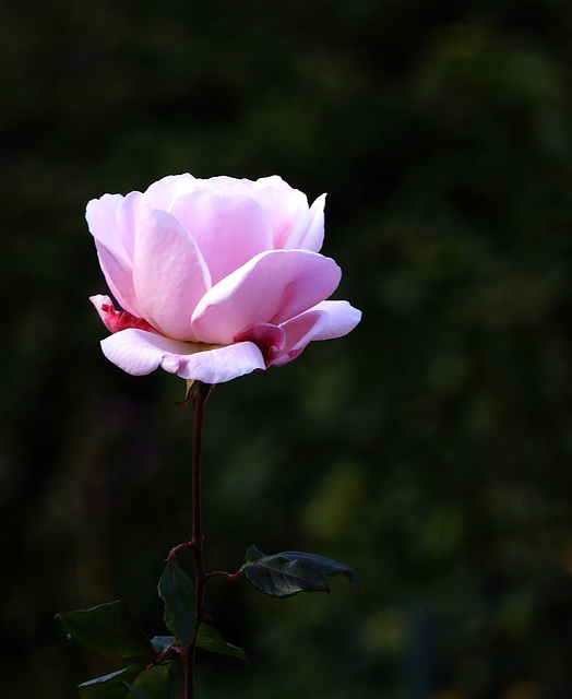 una rosa di gennaio