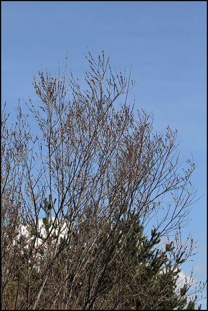 Salix purpurea