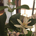 My lemon tree is blooming