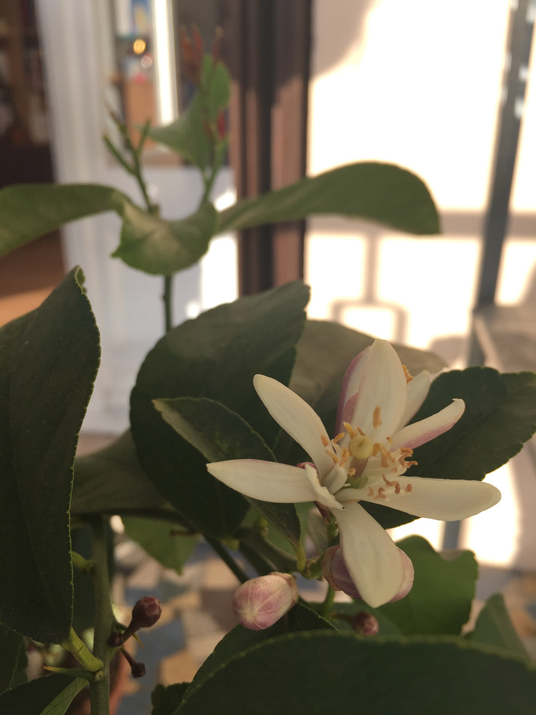 My lemon tree is blooming