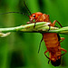 Accouplement leptures rouges