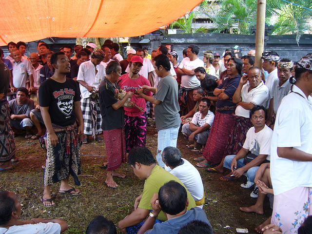 Cockfight, Jimbaran, Bali - 5374875929