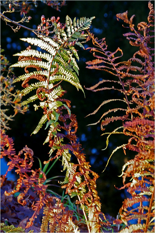 Couleurs de fin d'automne