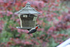 Just hanging around !  small red-headed Woodpecker at one of our feeders :)