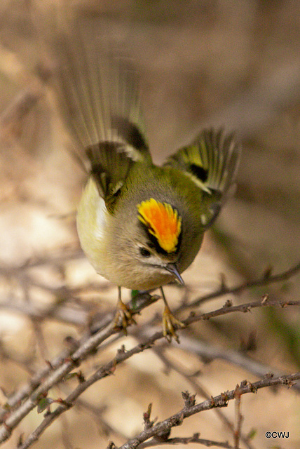 The Goldcrest family are back in residence