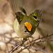 The Goldcrest family are back in residence