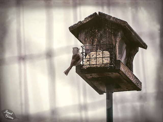 Pictures for Pam, Day 132: HFF: Pewee Through Fencing