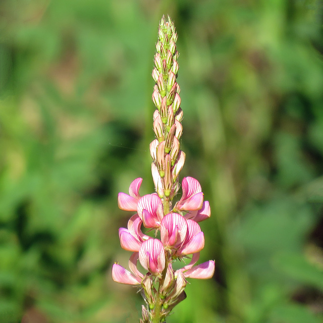Sainfoin / Onobrychis Sainfoin / Onobrychis