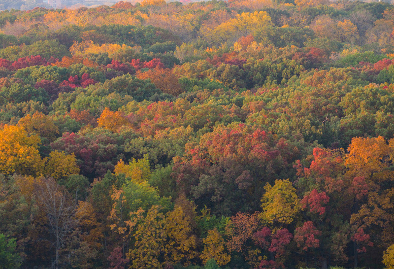 Autumn Forest