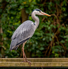 Heron