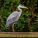 Heron