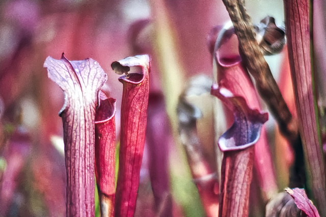 Pitcher Plants