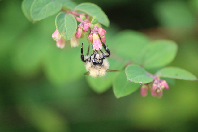 Bees in my garden