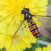 20230625 1273CPw [D~LIP] Kleinköpfiger Pippau (Crepis capillaris), Hain-Schwebfliege (Episyrphus balteatus), Bad Salzuflen