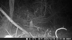 Beaver cutting a small tree