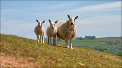 The Three Musketeers The Three Musketeers