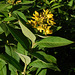 Lysimaque vulgaire***********
