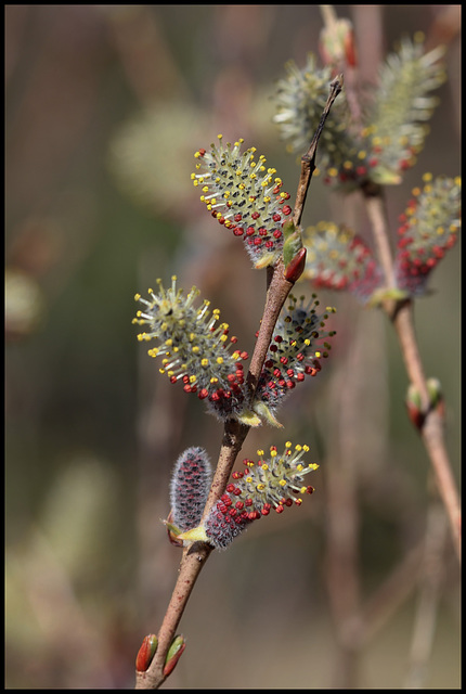Salix purpurea