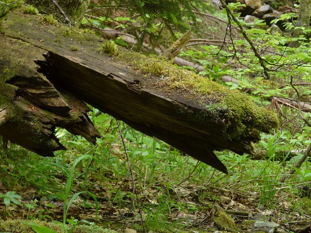 20150523 -25 Rando VTT La chapelle en Vercors (252) al