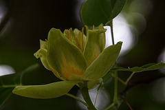 20150616 8369VRAw [D~RI] Tulpenbaum (Liriodendron tulipifera), Rinteln