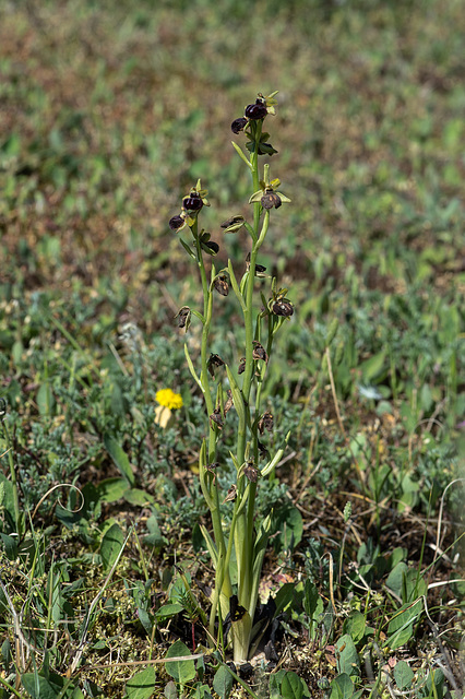 Ophrys spec. - 2016-04-25_D4 _DSC6622