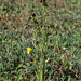 Ophrys spec. - 2016-04-25_D4 _DSC6622