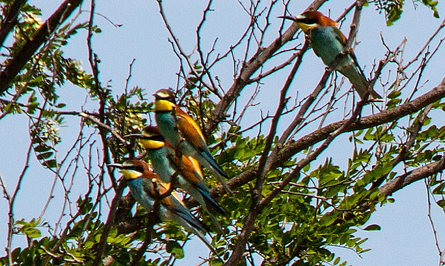 20170516 2950VRTw [A] Bienenfresser (Merops apiaster), Neusiedler See, [Oslib-Rust]