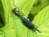 20170611 1811CPw [D~LIP] Gebänderte Prachtlibelle (Calopteryx splendens) [m], UWZ, Bad Salzuflen