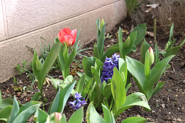 Quelques fleurs en attendant le printemps