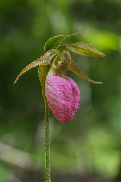 Cypripedium acaule (Pink Lady's-slipper orchid)