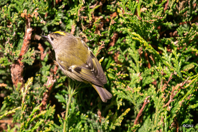 The Goldcrest family are back in residence