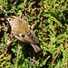 The Goldcrest family are back in residence