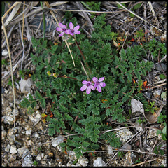 Erodium à feuilles de ciguë