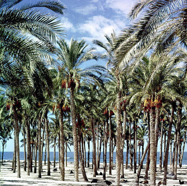 El Arish  in 1974