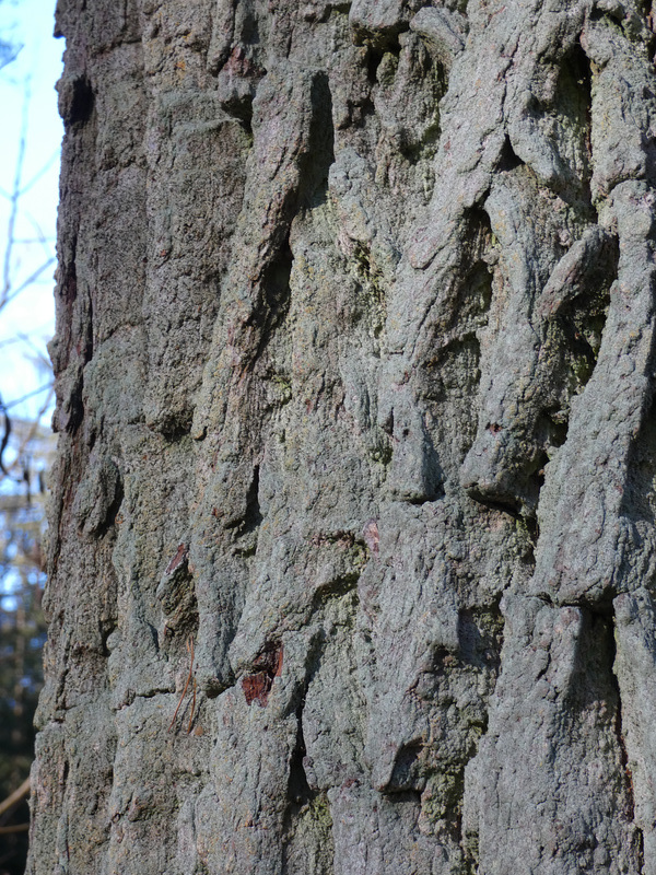 Mein Freund der Baum