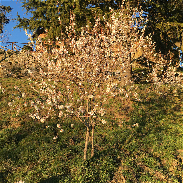 Our Almond tree.