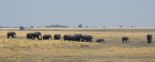 panorama: elephants