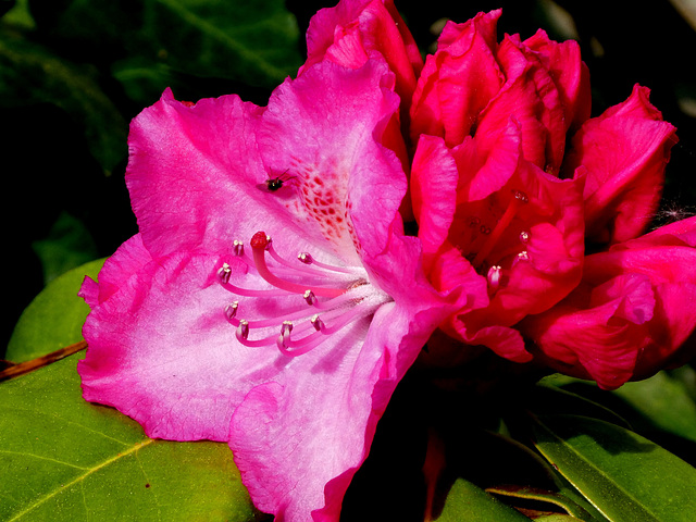 Rododendron