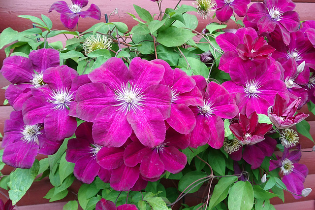 Clematis