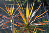 202/366 just a cordyline