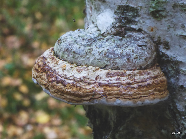 Birch Brackets/Polypores