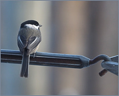 Chickadee