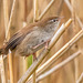 Cetti's warbler