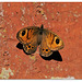 166 Papillon caméléon...