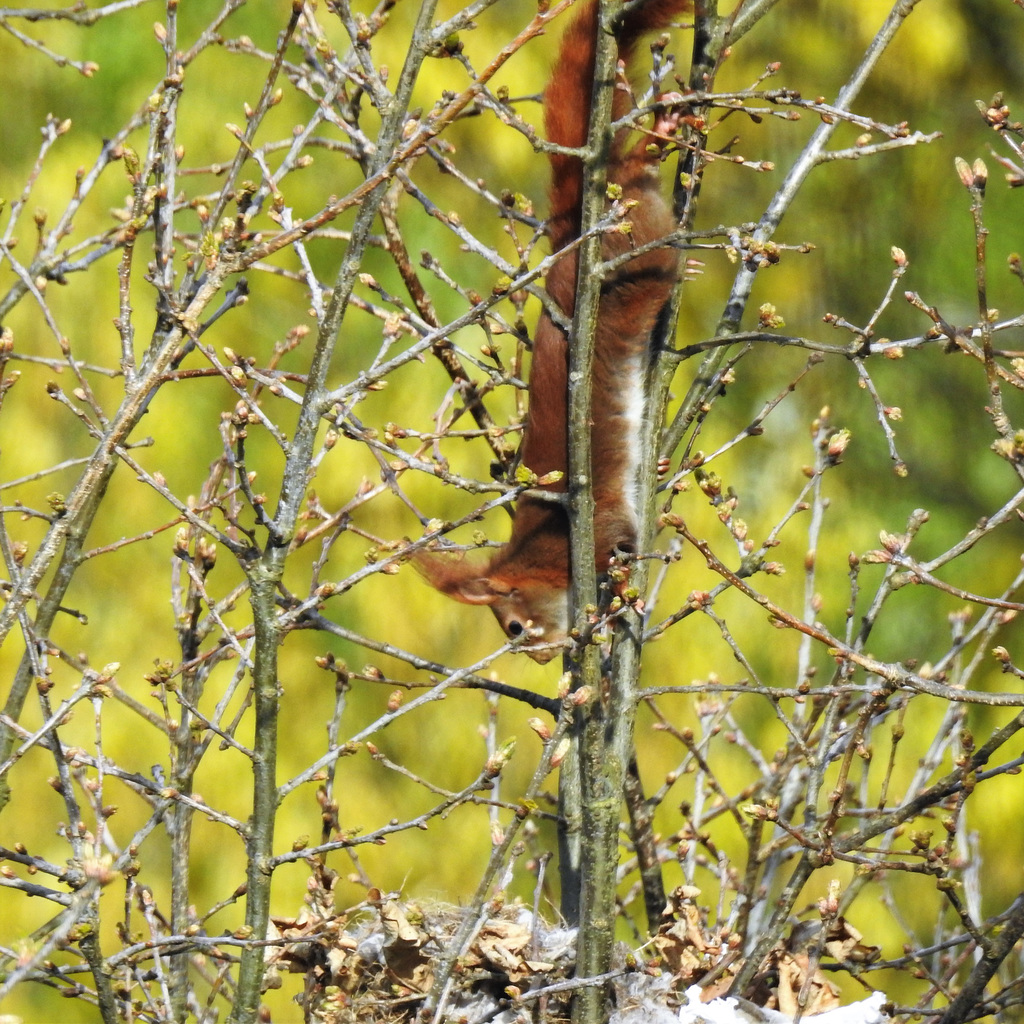 Eichhörnchen am Elsternest