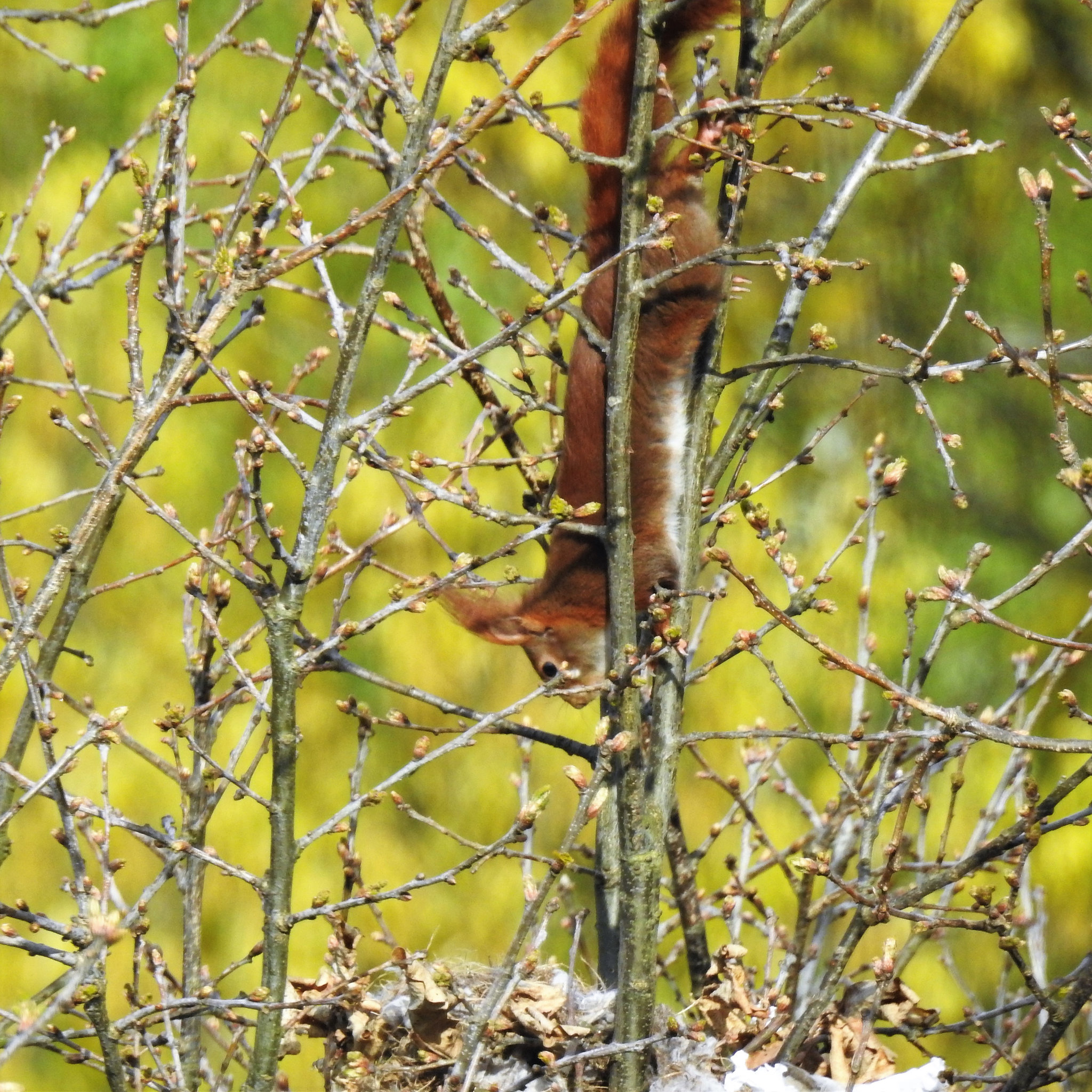 Eichhörnchen am Elsternest
