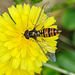 20230625 1274CPw [D~LIP] Kleinköpfiger Pippau (Crepis capillaris), Hain-Schwebfliege (Episyrphus balteatus), Bad Salzuflen