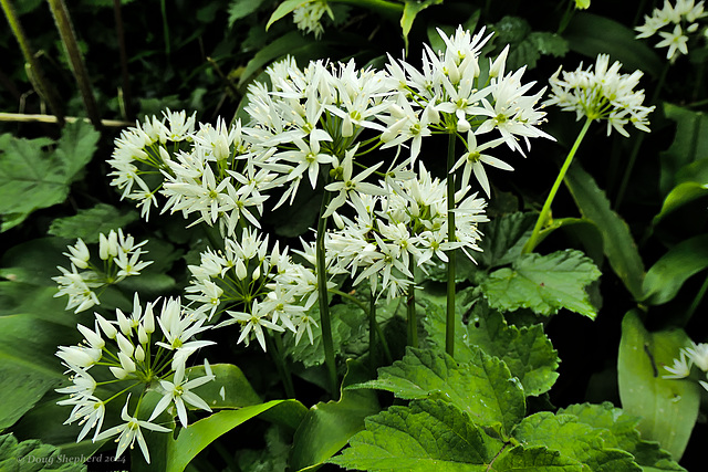 Star cluster of the Wild Garlic