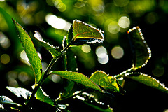 IMG 0744-FHD IMG 0744-FHD