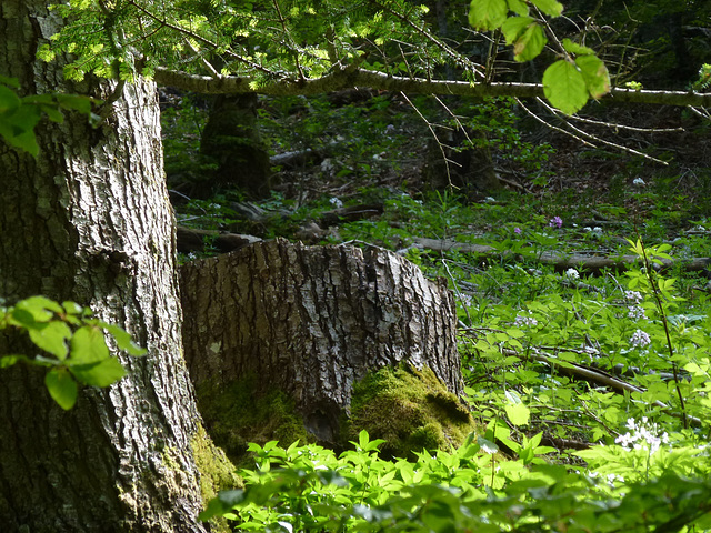 20150523 -25 Rando VTT La chapelle en Vercors (254) al